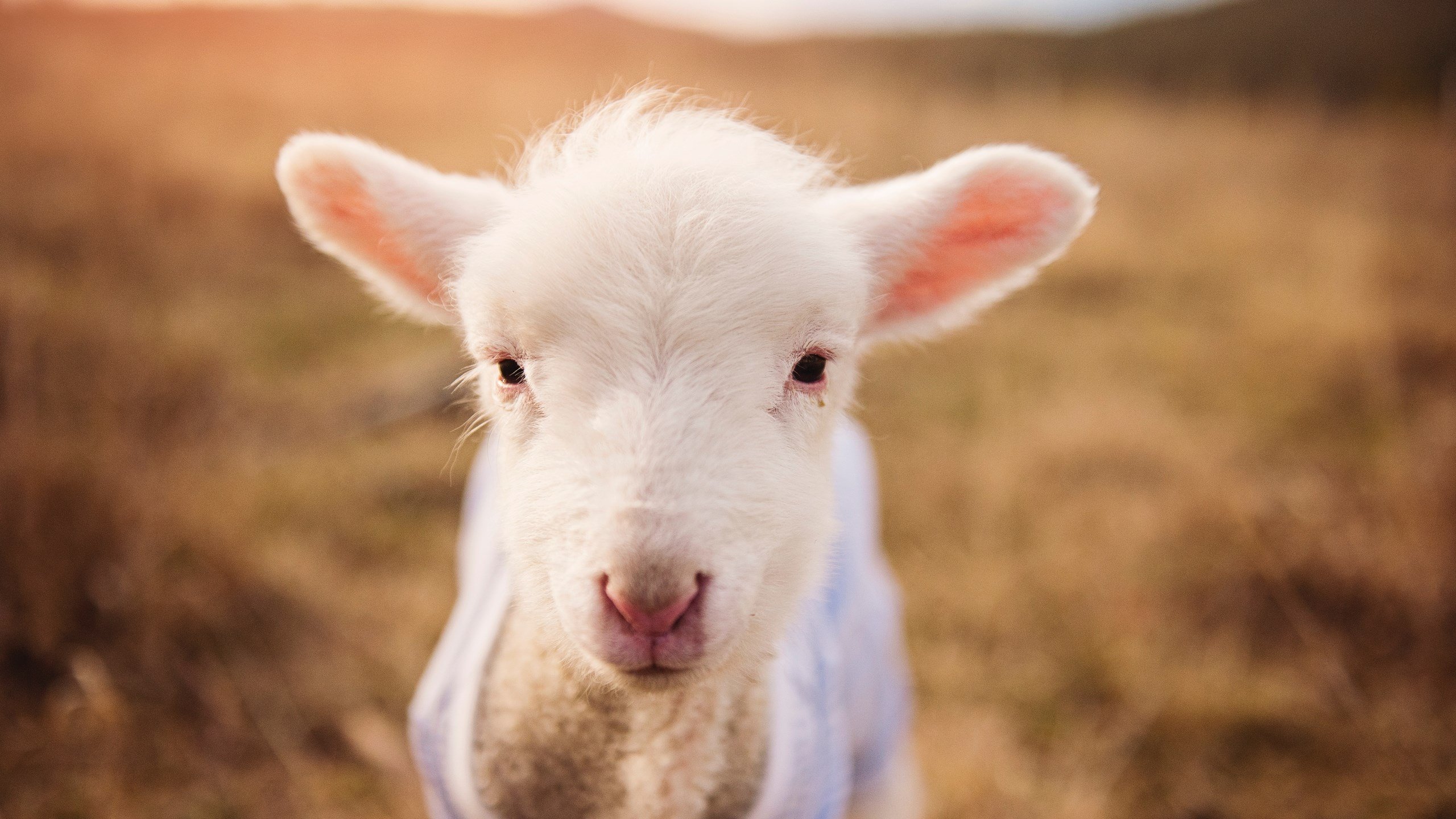 【大数据助力】如何让战术决策更科学、更精准？，战术决策案例