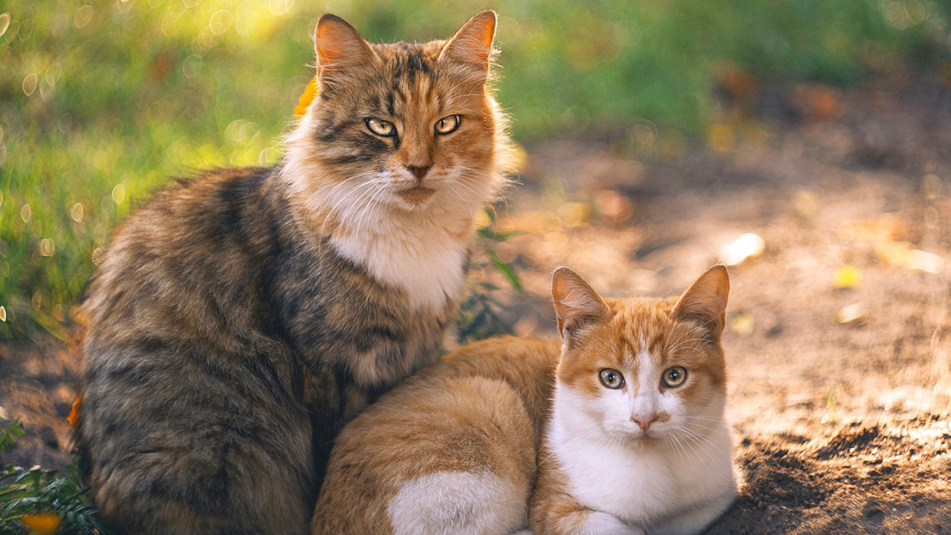 史上最激动人心“冠军夜”：谁的荣耀最闪耀？，荣耀冠军主题曲